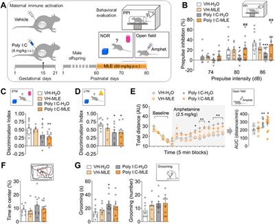 The effects of mango leaf extract during adolescence and adulthood in a rat model of schizophrenia